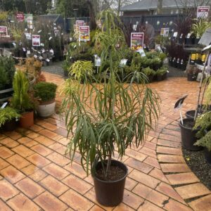Podocarpus 'Henkelii' 6L
