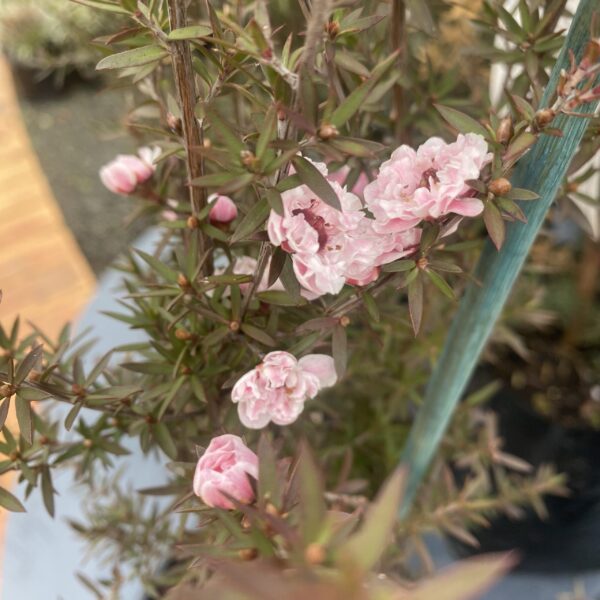 Leptospermum 'Blossom' Manuka 2.5L