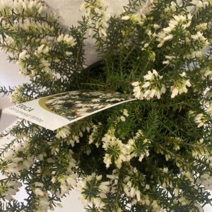 Erica 'Springwood white'