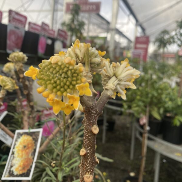 Edgeworthia Chrysantha 'Grandiflora' Oriental Paperbush pb18
