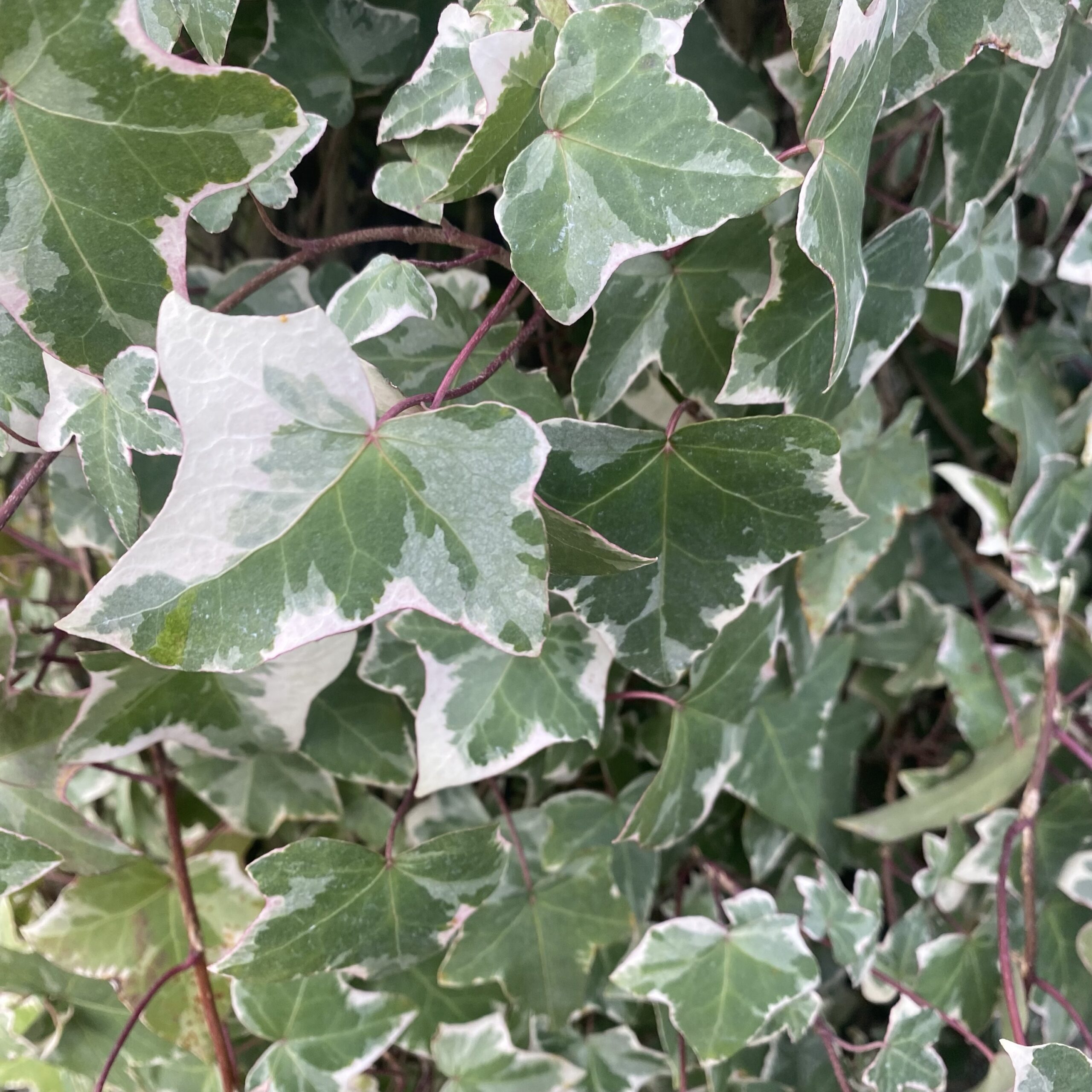 Hedera 'Glacier' Ivy 2L - Lushingtons