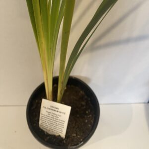 Dierama 'White' 2L