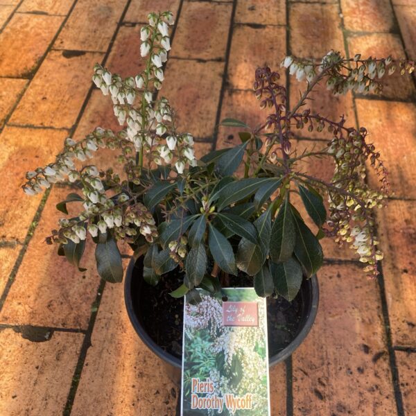 Pieris 'Dorothy Wykoff' 2.5L