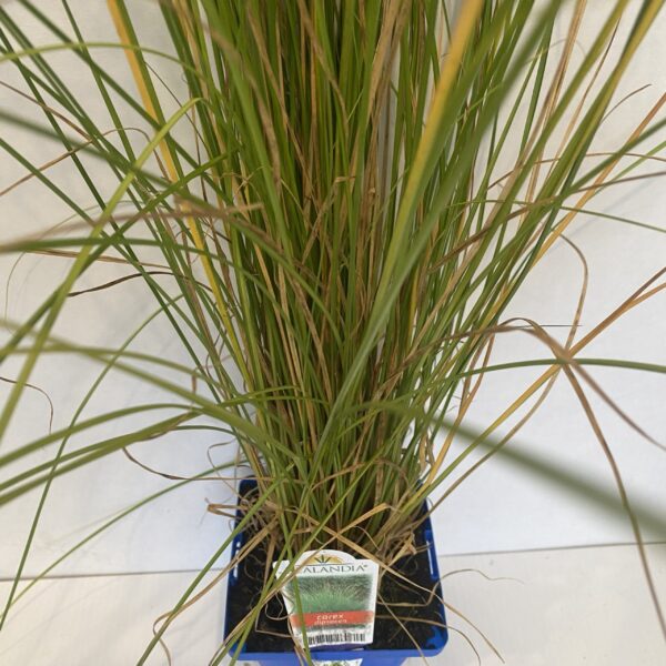 Carex 'Dipsacea' 10cm pot