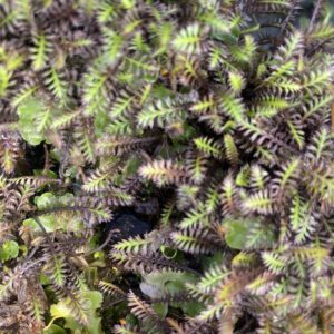 Leptinella 'Platts Black'
