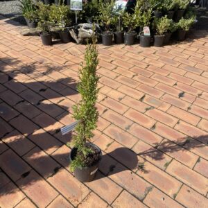 Cupressus sempervirens 'Totem' 2L
