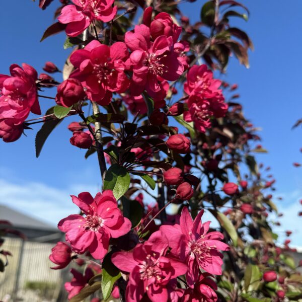 Malus crabapple 'Flamingo' pb18