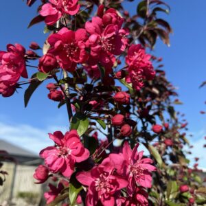 Malus 'Flamingo'. Ornamental Crabapple