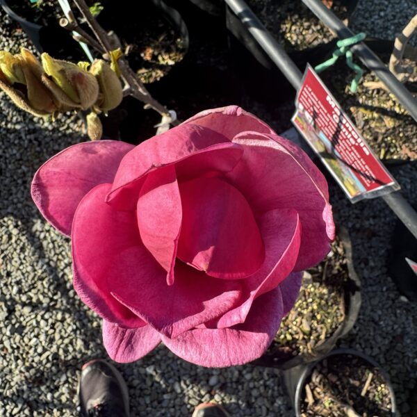 Magnolia 'Genie' pb28