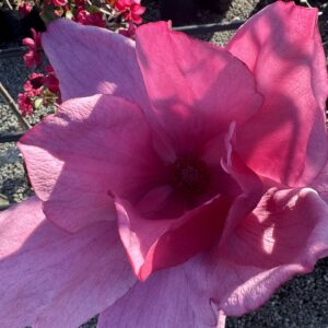 Magnolia 'Emperor'