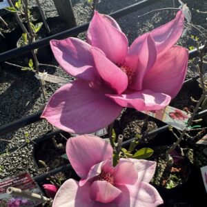 Magnolia 'Summer Magic'