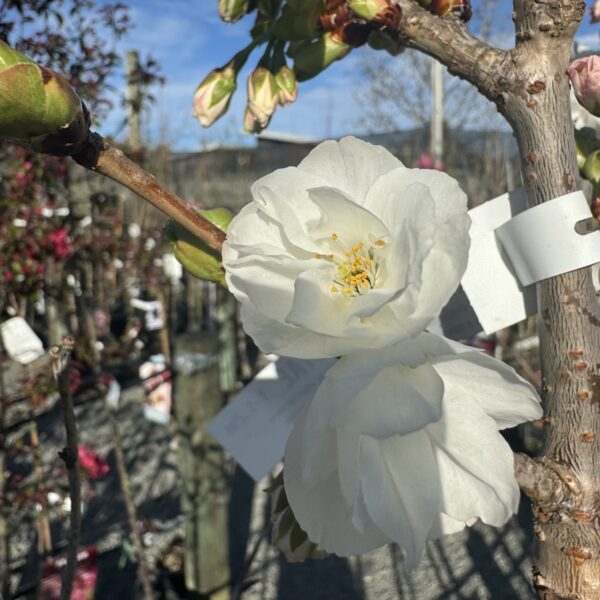 Prunus 'Shirotae'  'Mt Fuji'. 1.2m standard
