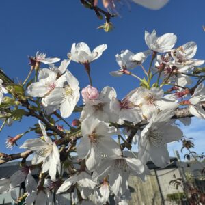 Prunus x yedoensis 'Awanui'