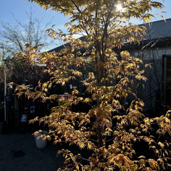 Acer palmatum 'Katsura' 25L