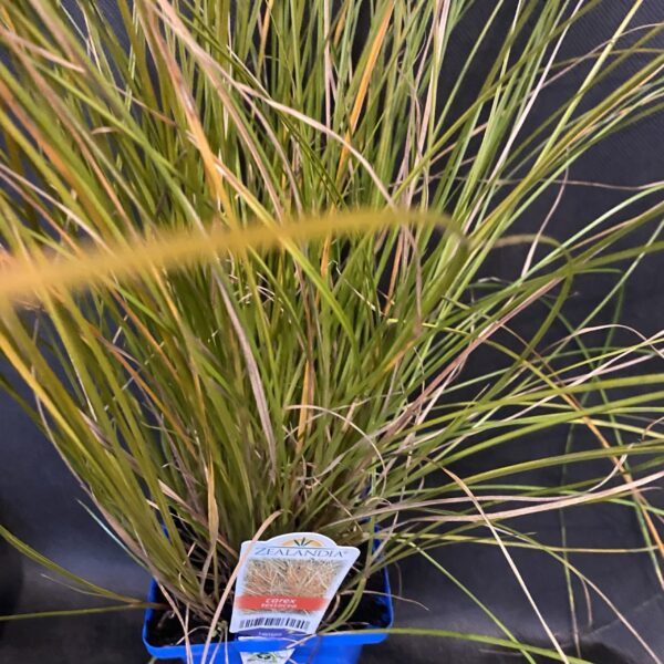 Grasses Carex Testacea 10cm Pot