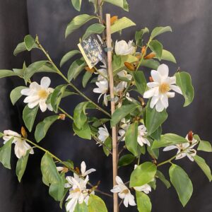 Michelia 'Royal White'