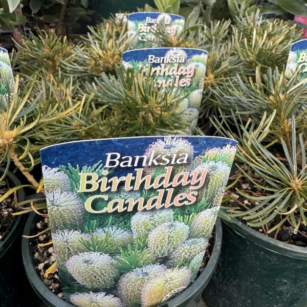 Banksia 'Birthday Candles' 1.5L