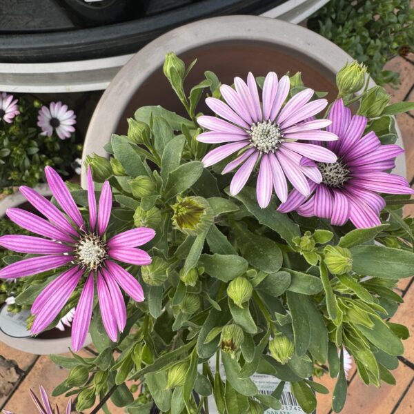 Cape Daisy 'Eyecatcher Purple' 1.5L