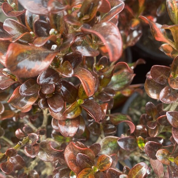 Coprosma Tequila Sunrise