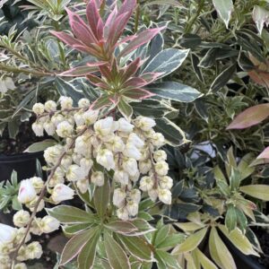 Pieris 'Little Heath' 2L