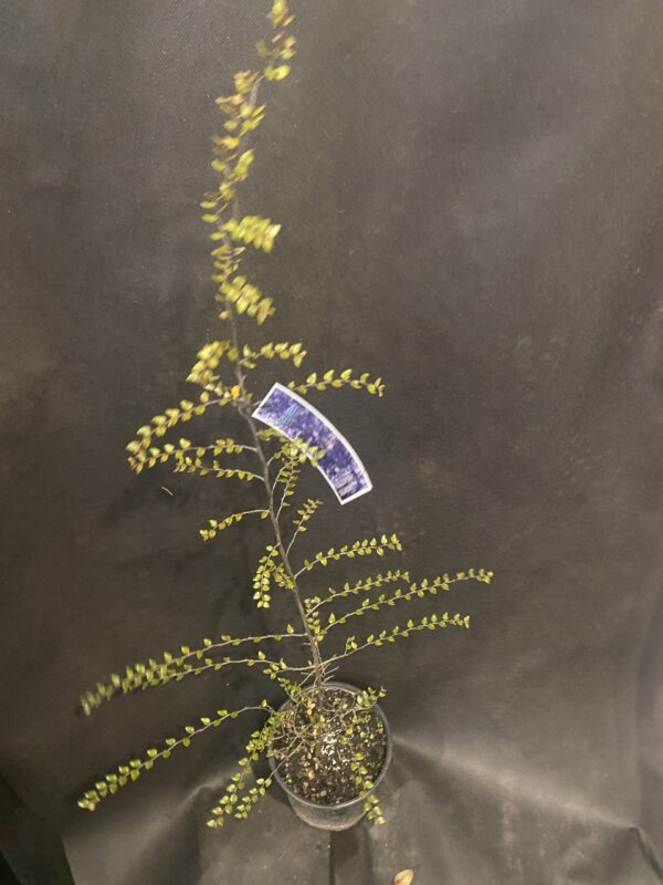Nothofagus 'Solandri' Black beech 2L