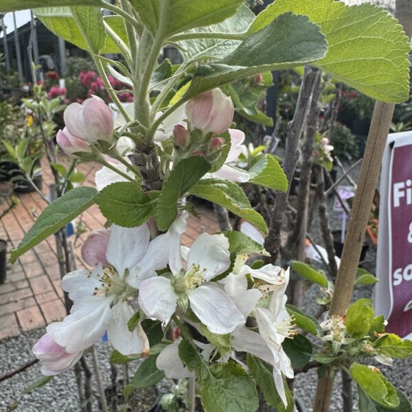 Apple 'Croquella' 75cm std 6L