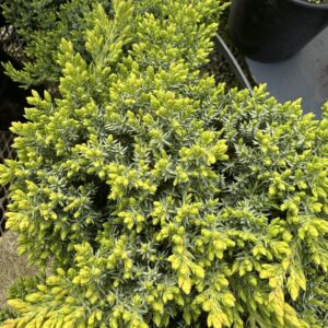 Juniper procumbens 'Nana' 2.5L