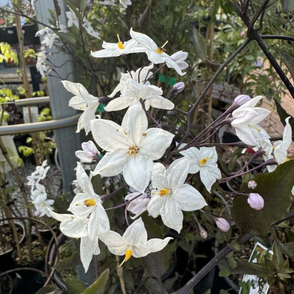 Solanum jasminoides Grandiflora- Potato vine