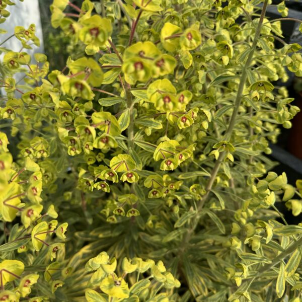 Euphorbia 'Ascot Rainbow' 2L