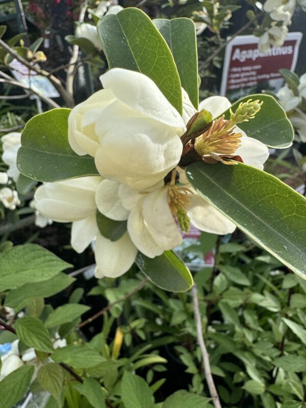 Michelia 'Princess Isabella' 2L