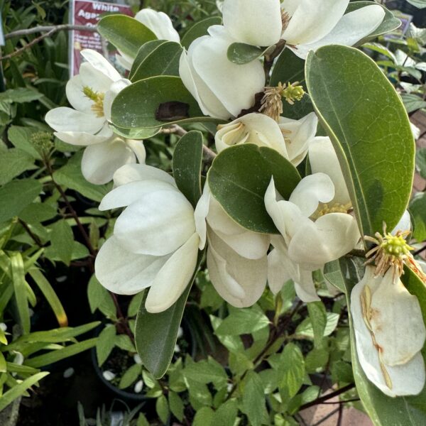 Michelia 'Princess Isabella' 2L - Image 2