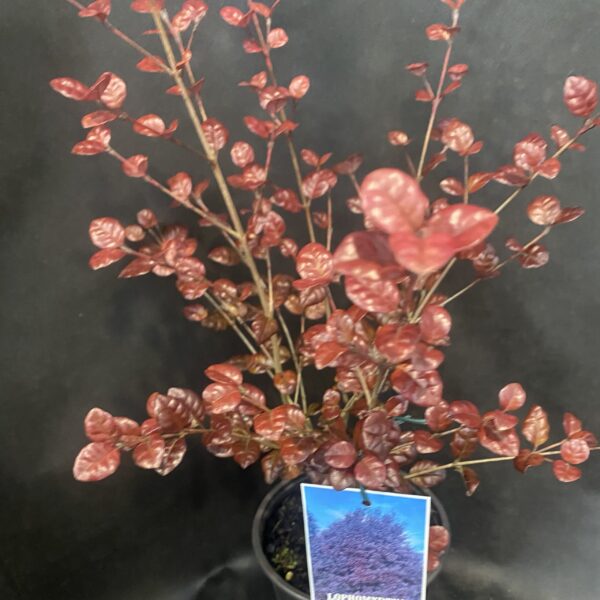 Lophomytus 'Kathryn' 2L
