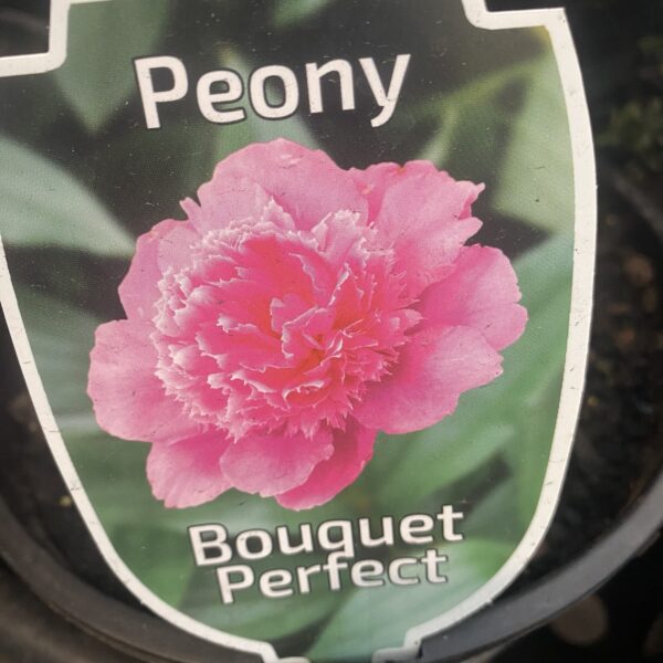 Potted Peony 'Bouquet perfect' 4L