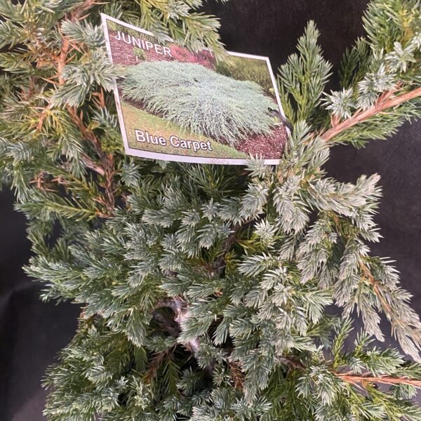 Juniperus squ. blue Carpet