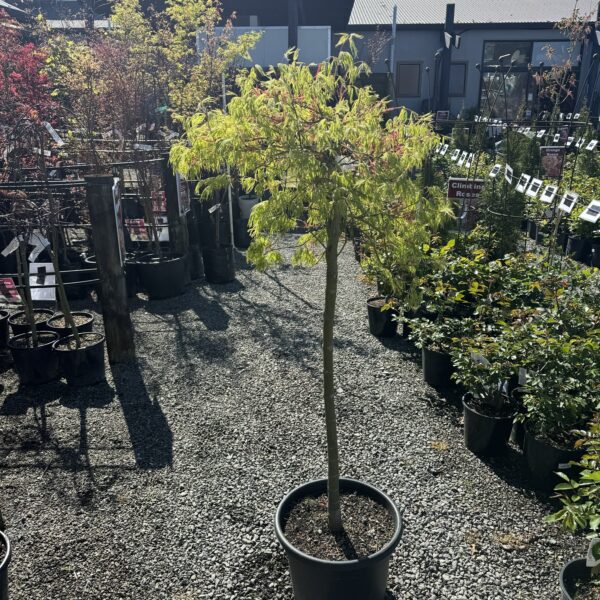 Acer Viridis Topiary 20L