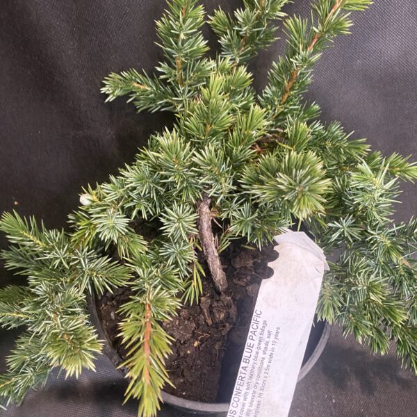 Juniperus conferta 'Blue Pacific' 2.5L