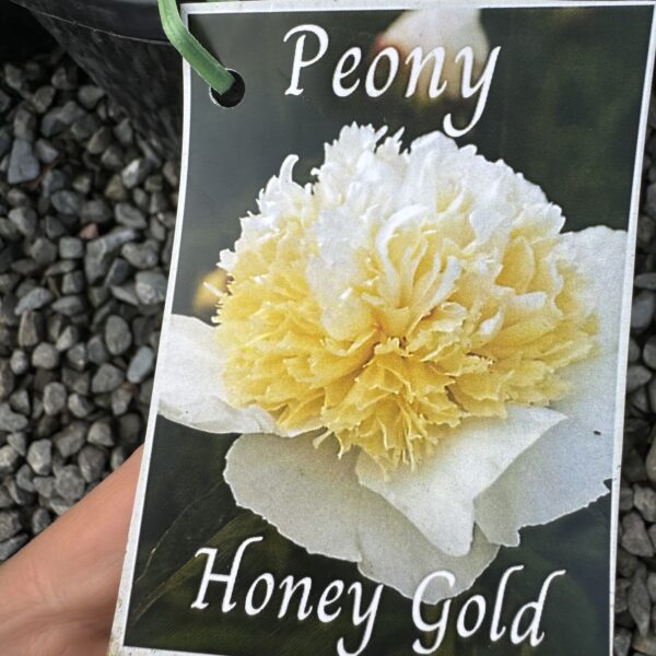 Peony- Paeonia Honey Gold 2L