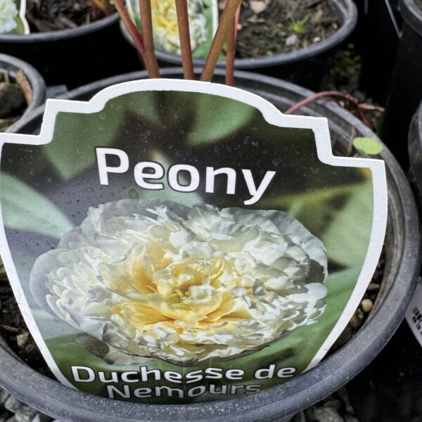 Peony- Paeonia-  'Duchesse de nemours' 2L