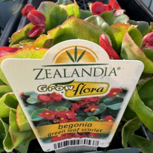 Begonia 'Green foliage/Scarlet flowers' 6pack