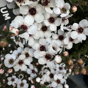 Leptospermum 'Wiri Susan'-2L