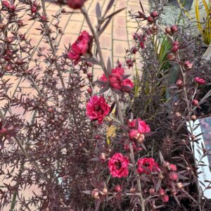 Leptospermum 'Crimson Glory' 2L