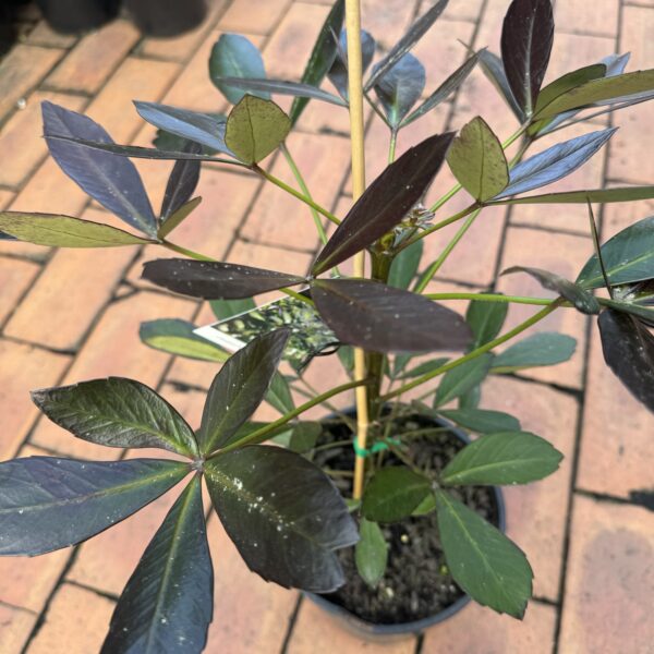 Pseudopanax 'Black Ruby' 3.3L