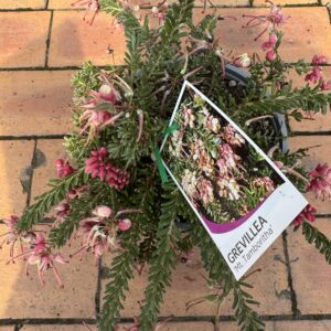 Grevillea 'Mt Tamboritha'