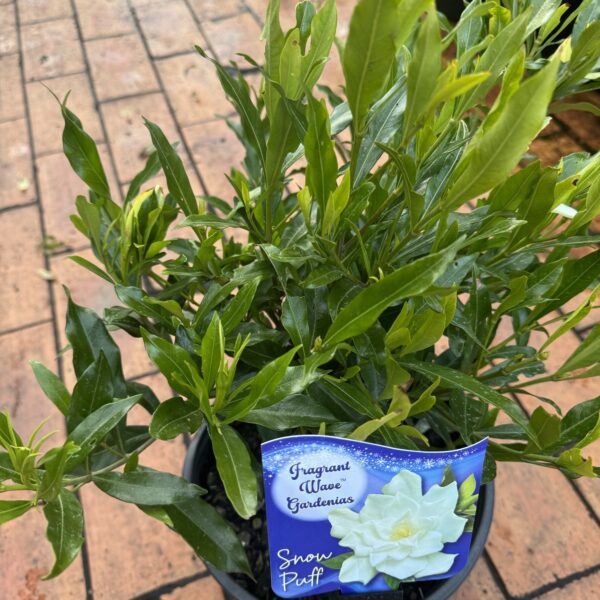 Gardenia 'Snow Puff' 7L