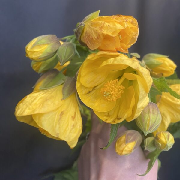 Abutilon 'Yellow'-2L