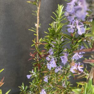 Rosemary 'Tuscan Blue' 2L