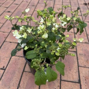 Viburnum plicatum 'Summer Snowflake'  2L