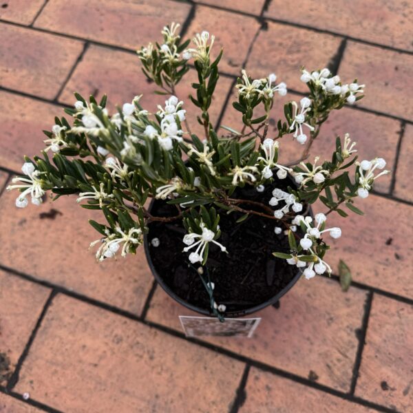 Andromeda 'Compacta Alba' 1.5L