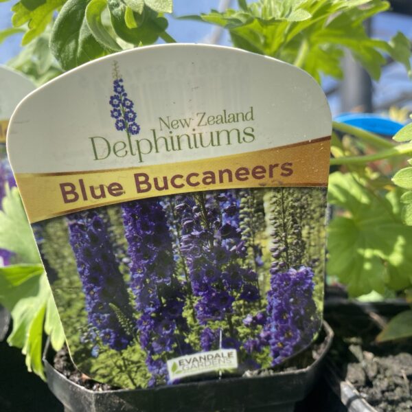 Delphinium 'Blue Buccaneers' 1L