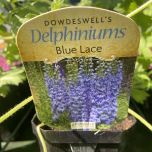 Delphinium 'Blue Lace' 1L